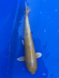 Yamabuki Ogon 19"