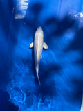 Ginrin Platinum 11"