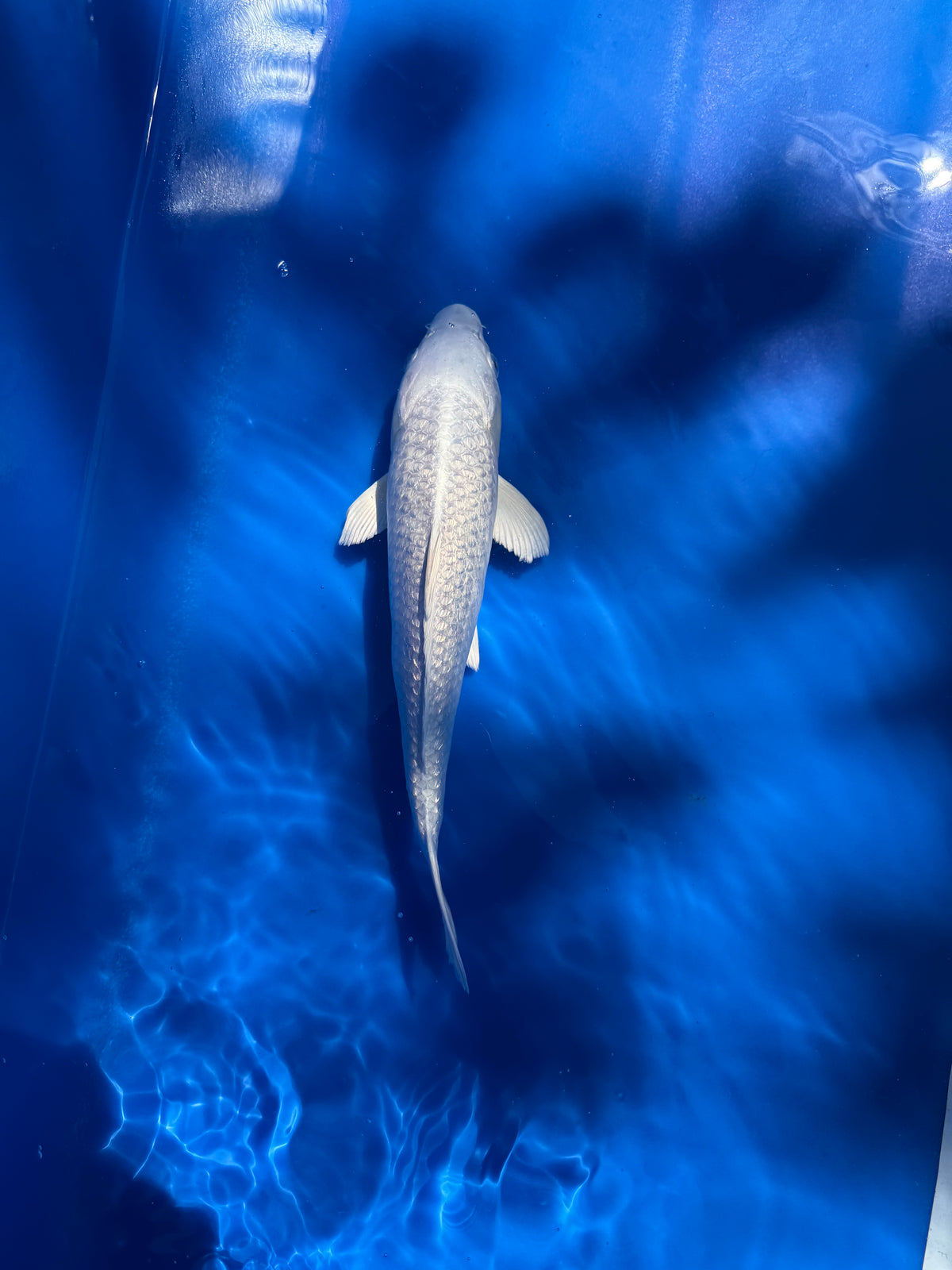 Ginrin Platinum 11"