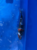 Showa 12" - 3