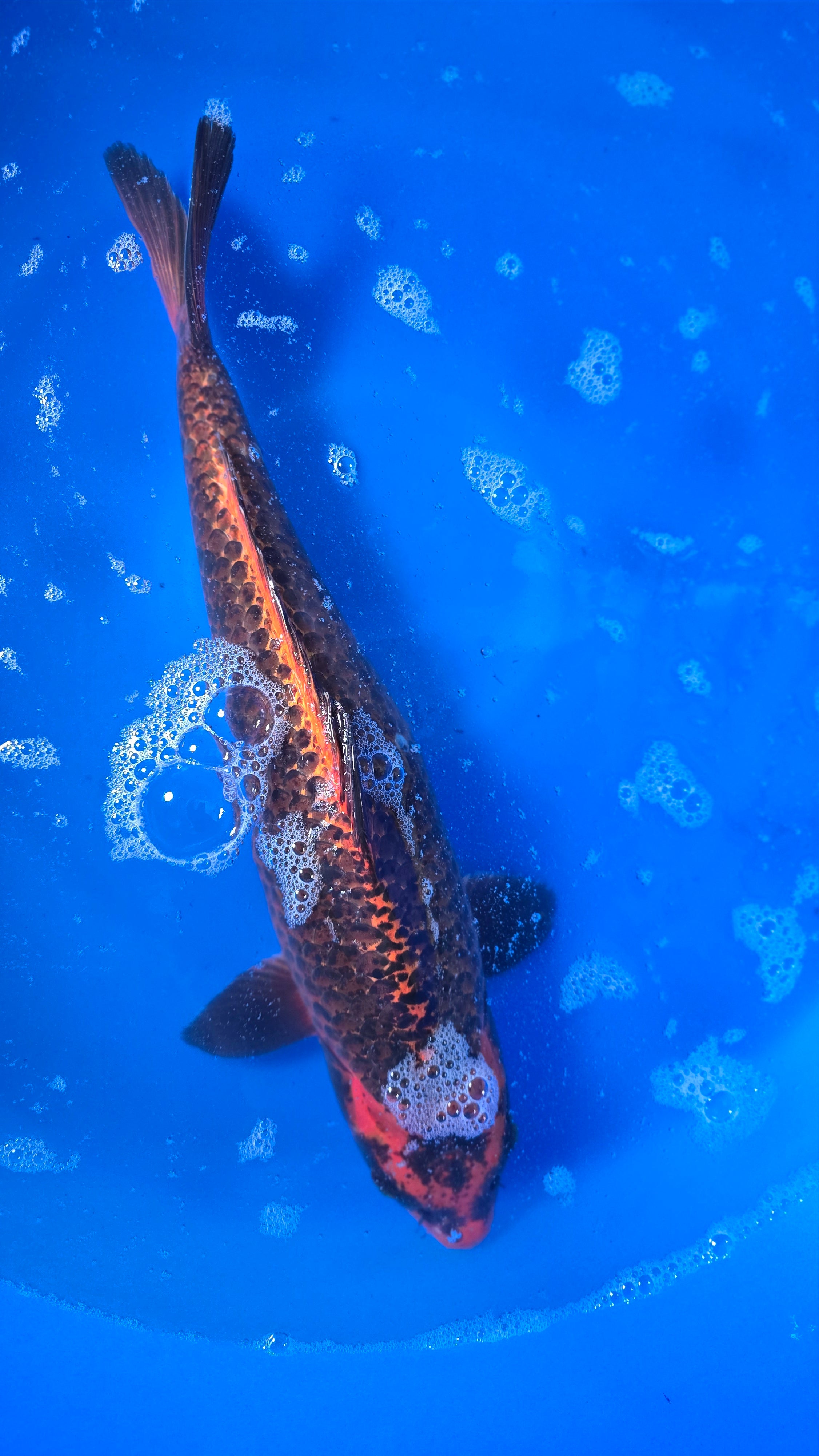 Matsuba 20"