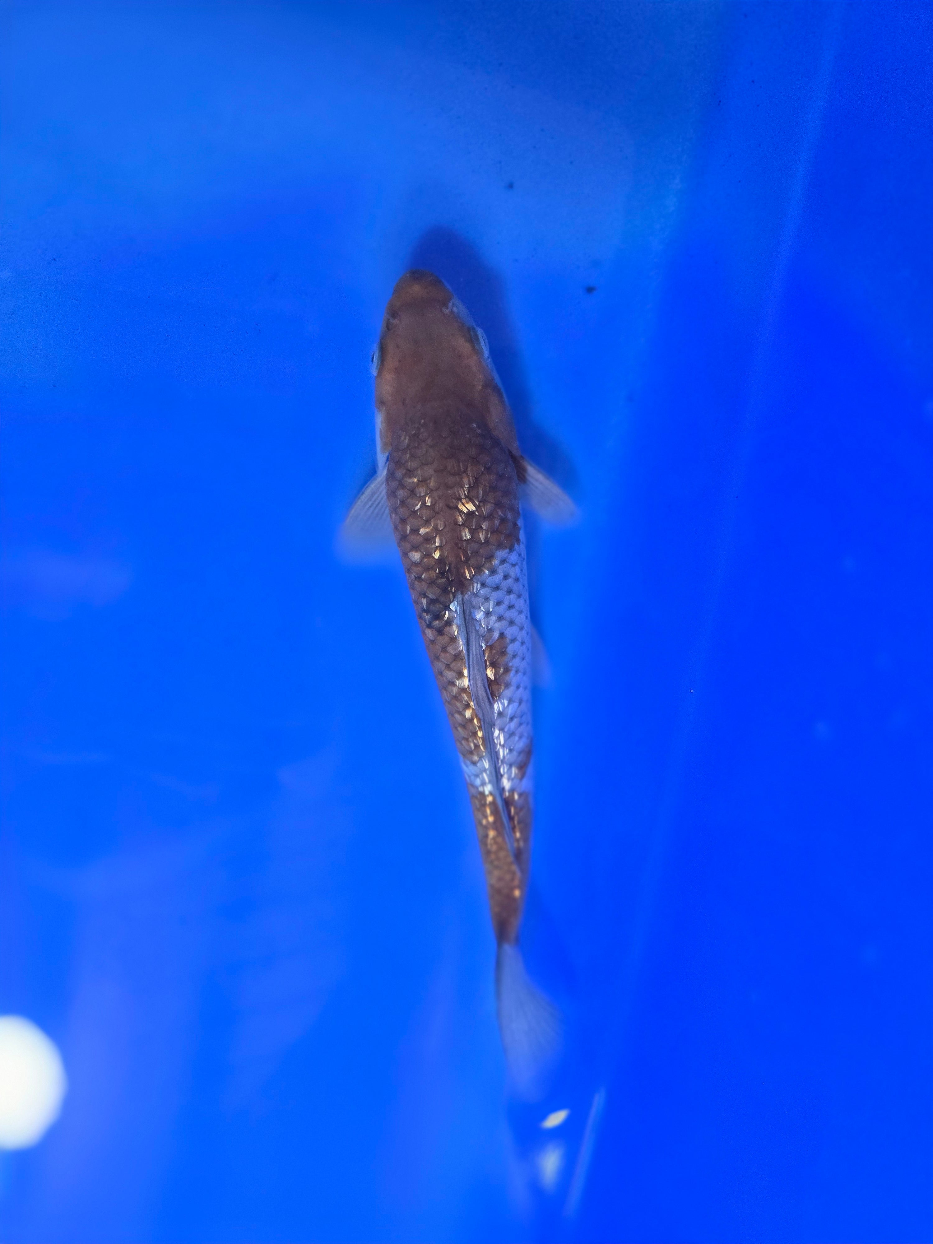 Ginrin Ochiba 12"