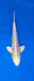 Golden Dragon 12"
