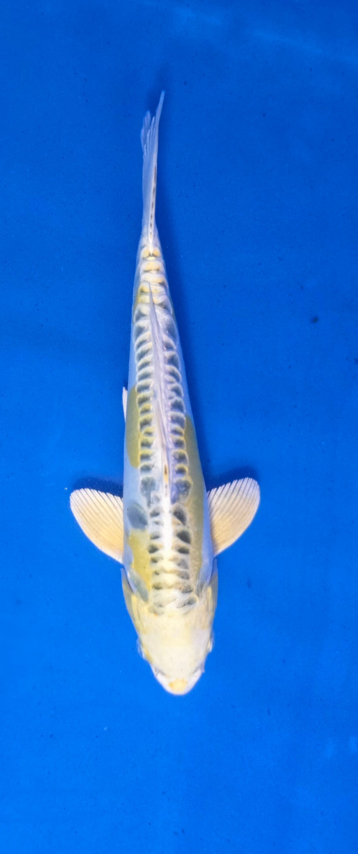 Golden Dragon 12"
