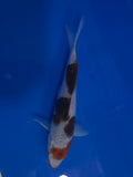 Budo Goromo 10" - 1