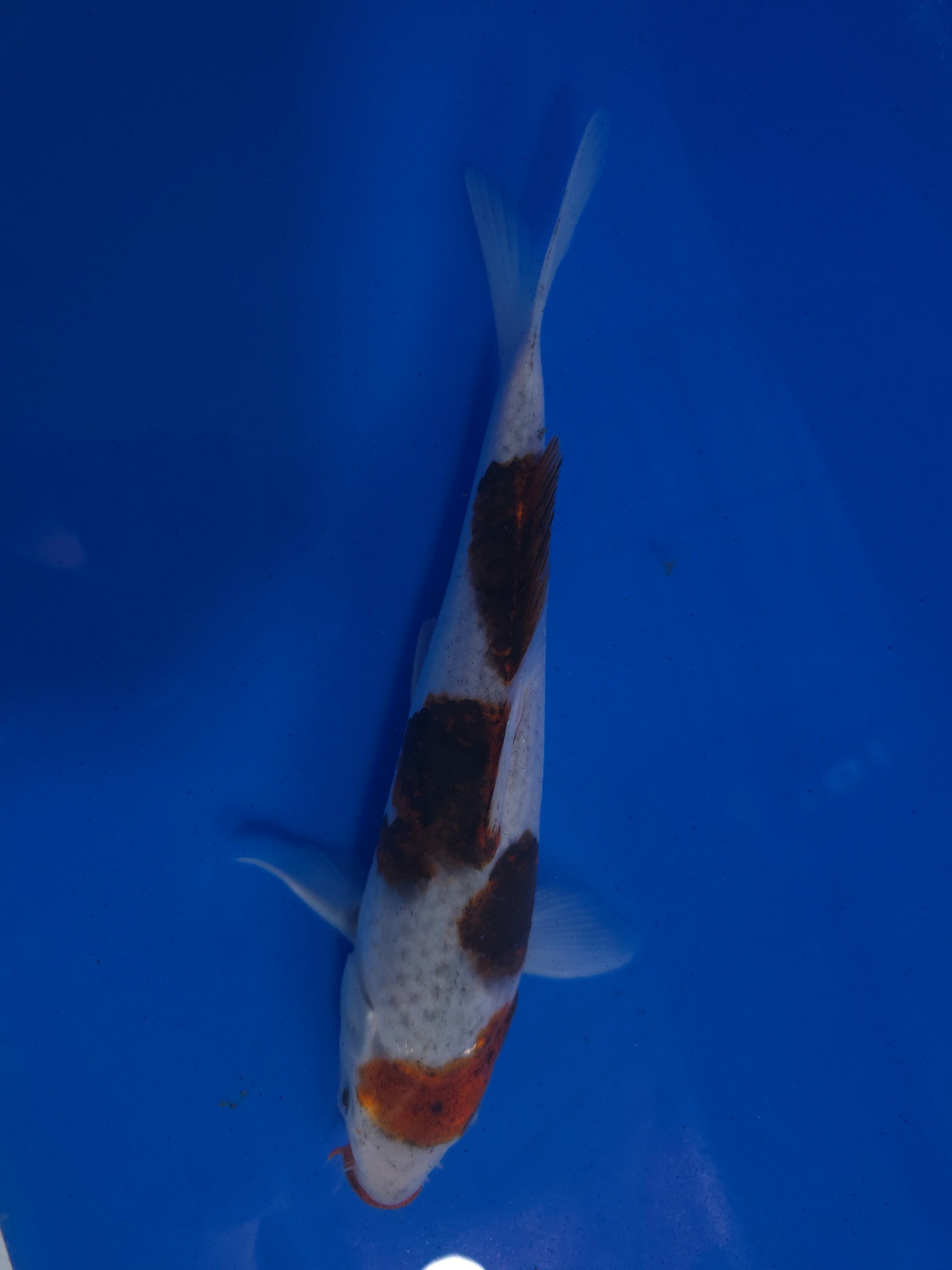 Budo Goromo 10" - 1