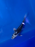 Matsukawabakke 10"