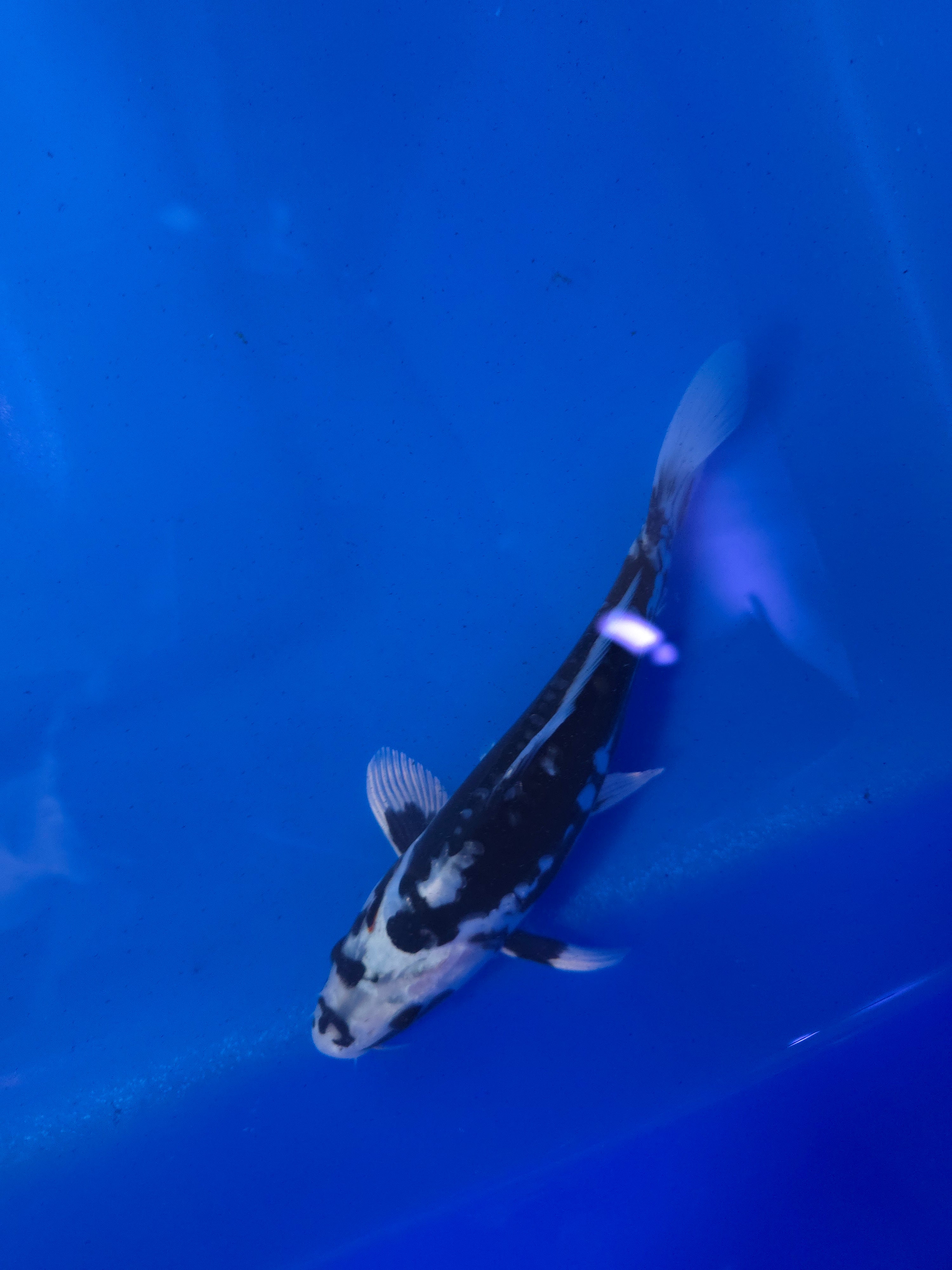 Matsukawabakke 10"