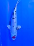 Tancho Shiro Bekko 12"