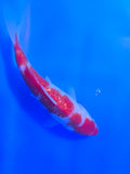 Ginrin Maruten Kohaku 9"