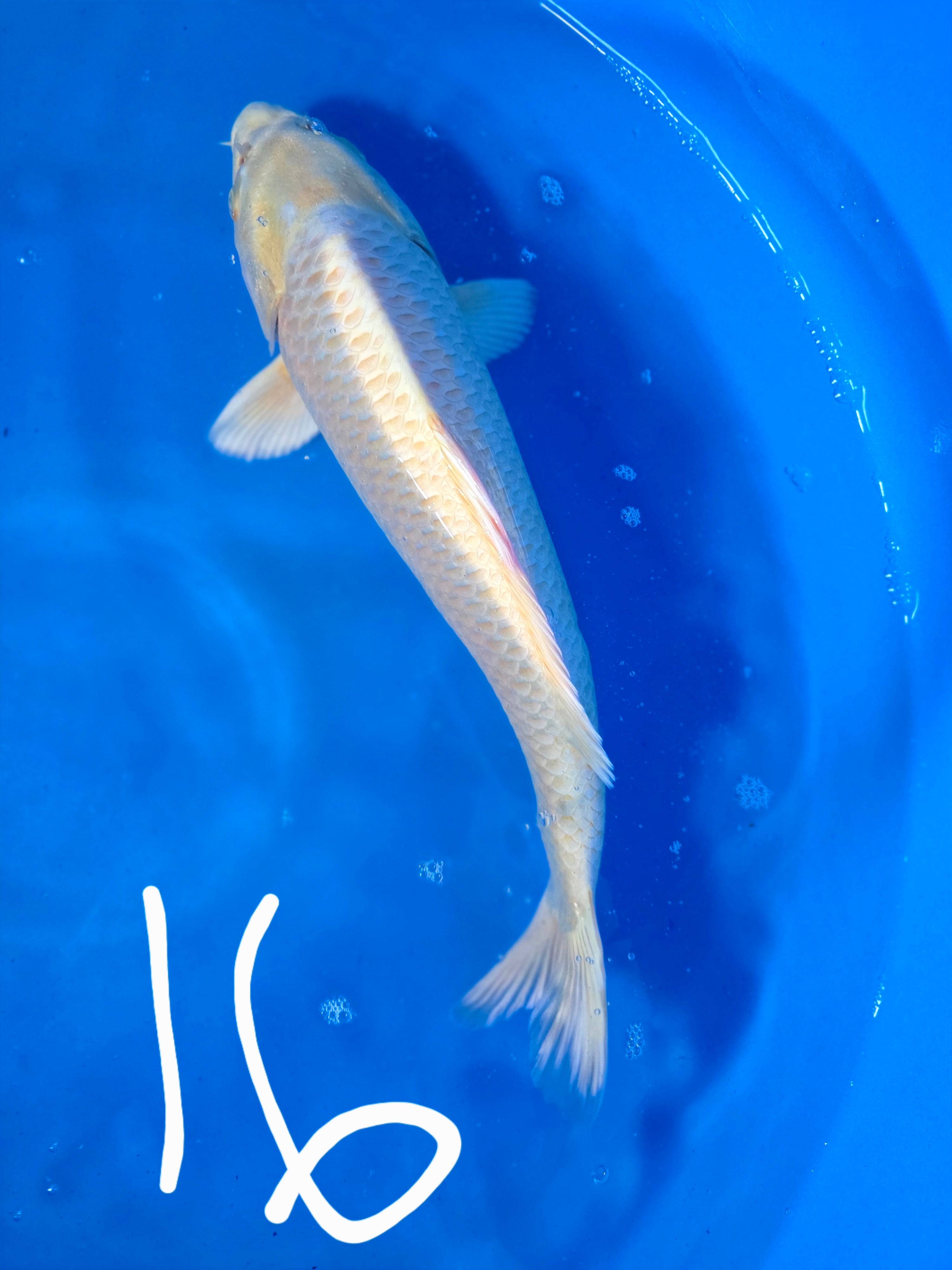 Yamabuki Ogon 16"