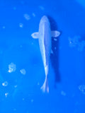 Platinum Ogon 11" - 1