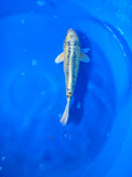 Golden Dragon 14"