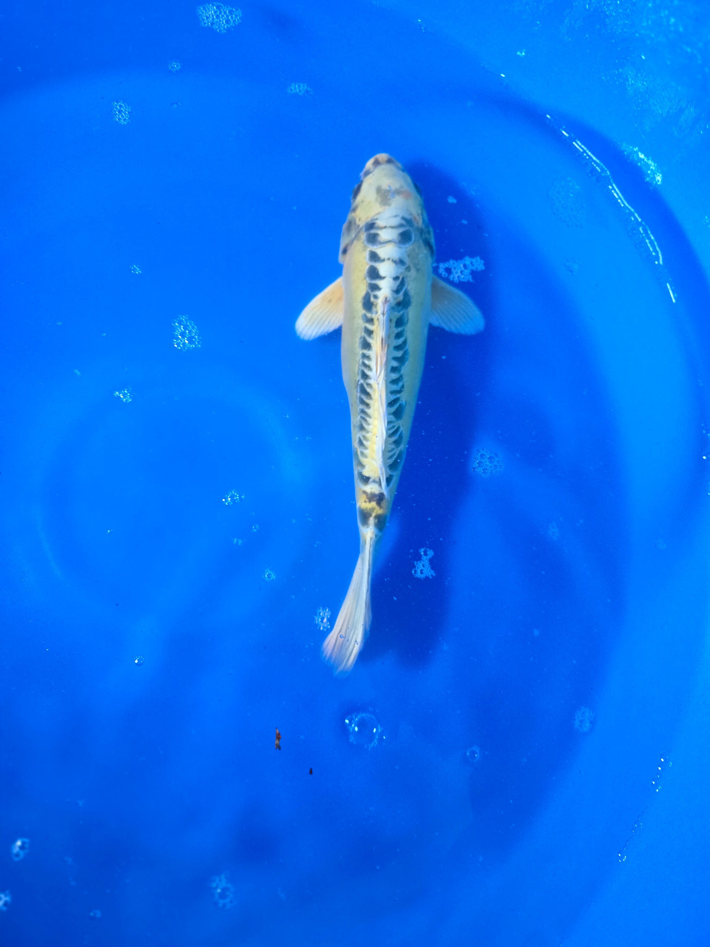 Golden Dragon 14"