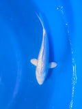 Ginrin Platinum 9"