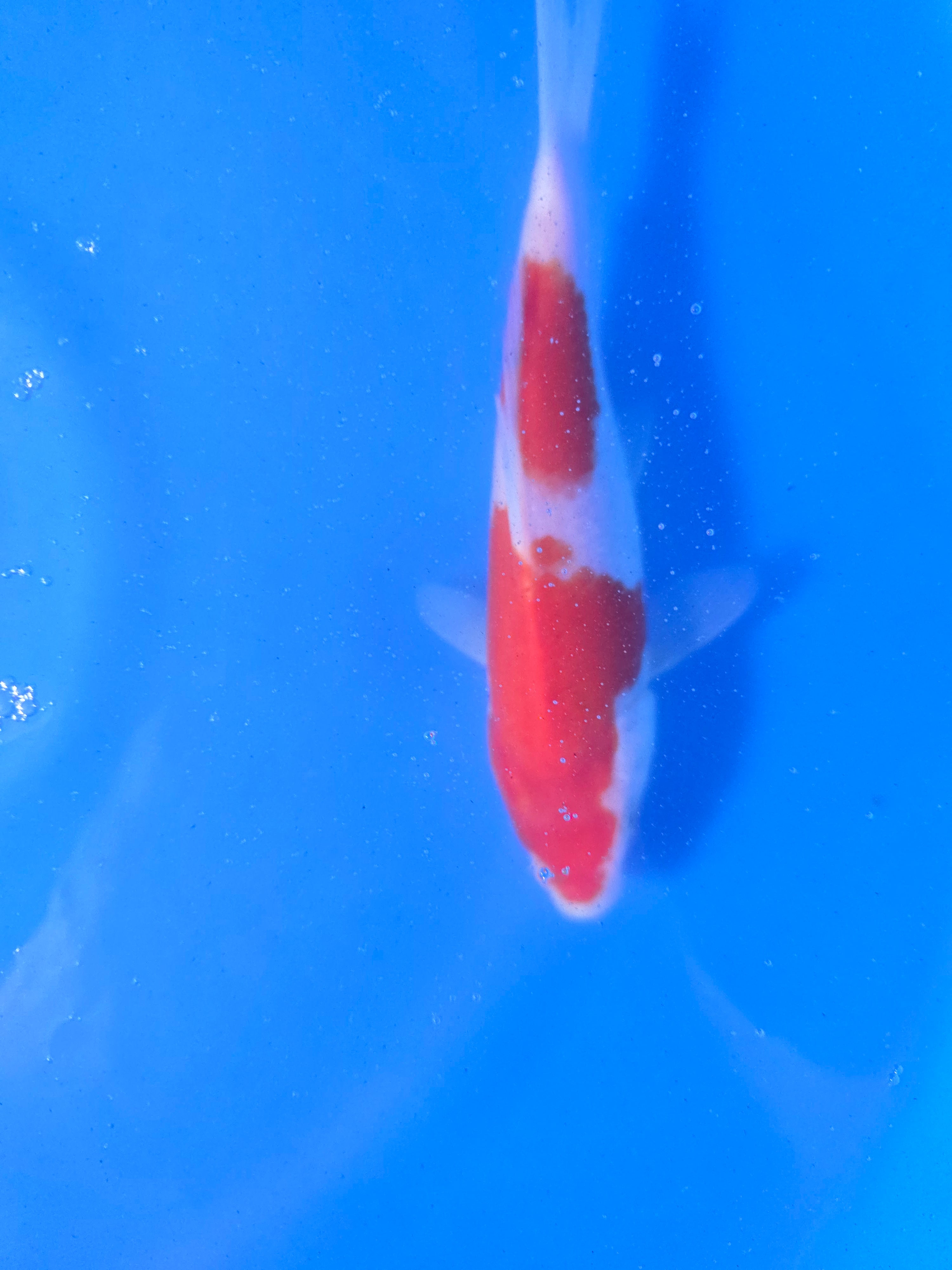 Kohaku 8"