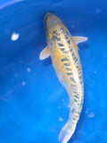 Golden Dragon 15"