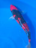 Kura Goshiki 13"