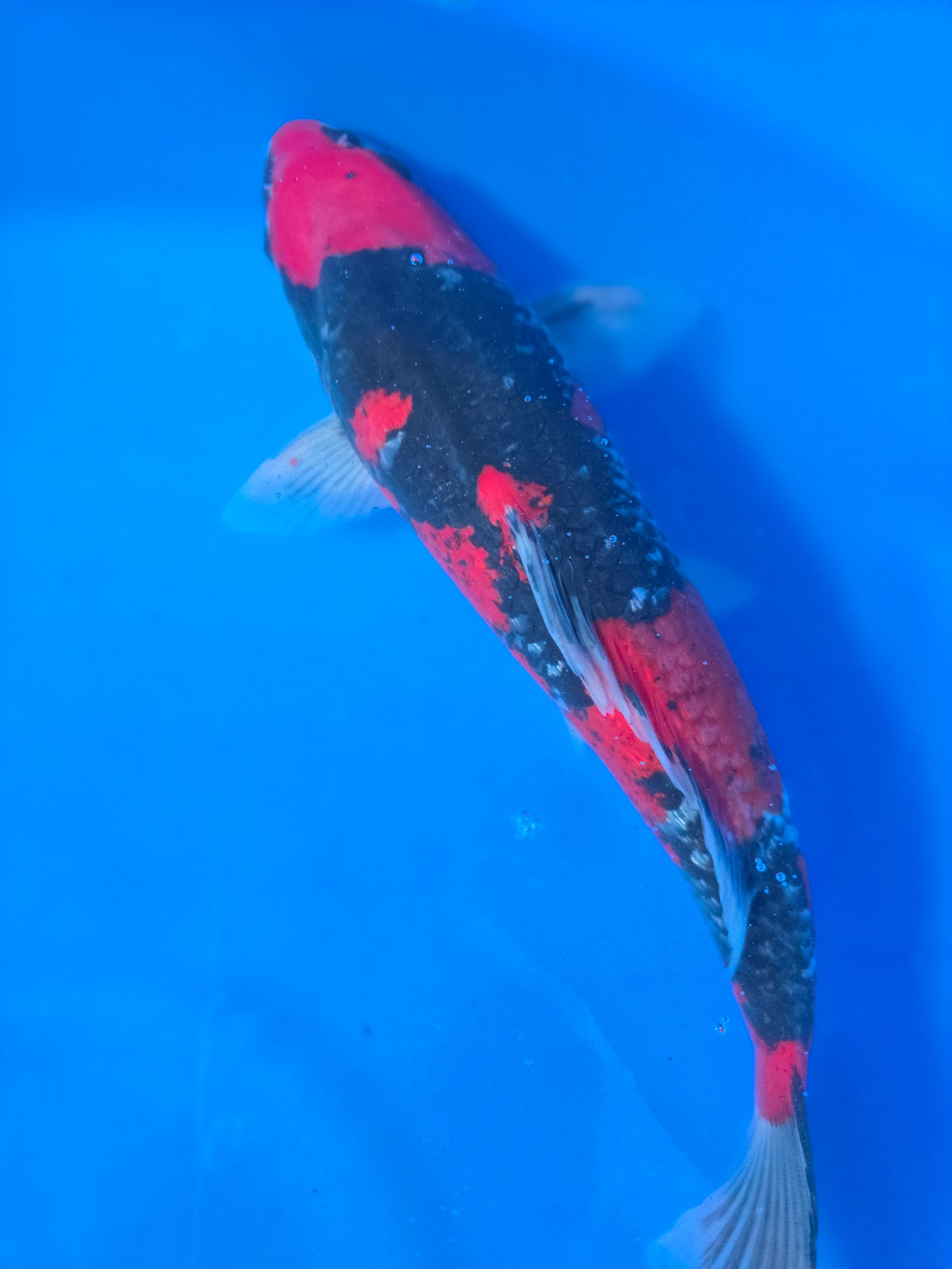 Kura Goshiki 13"