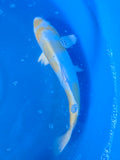 Doitsu Lemon Hariwake 13"