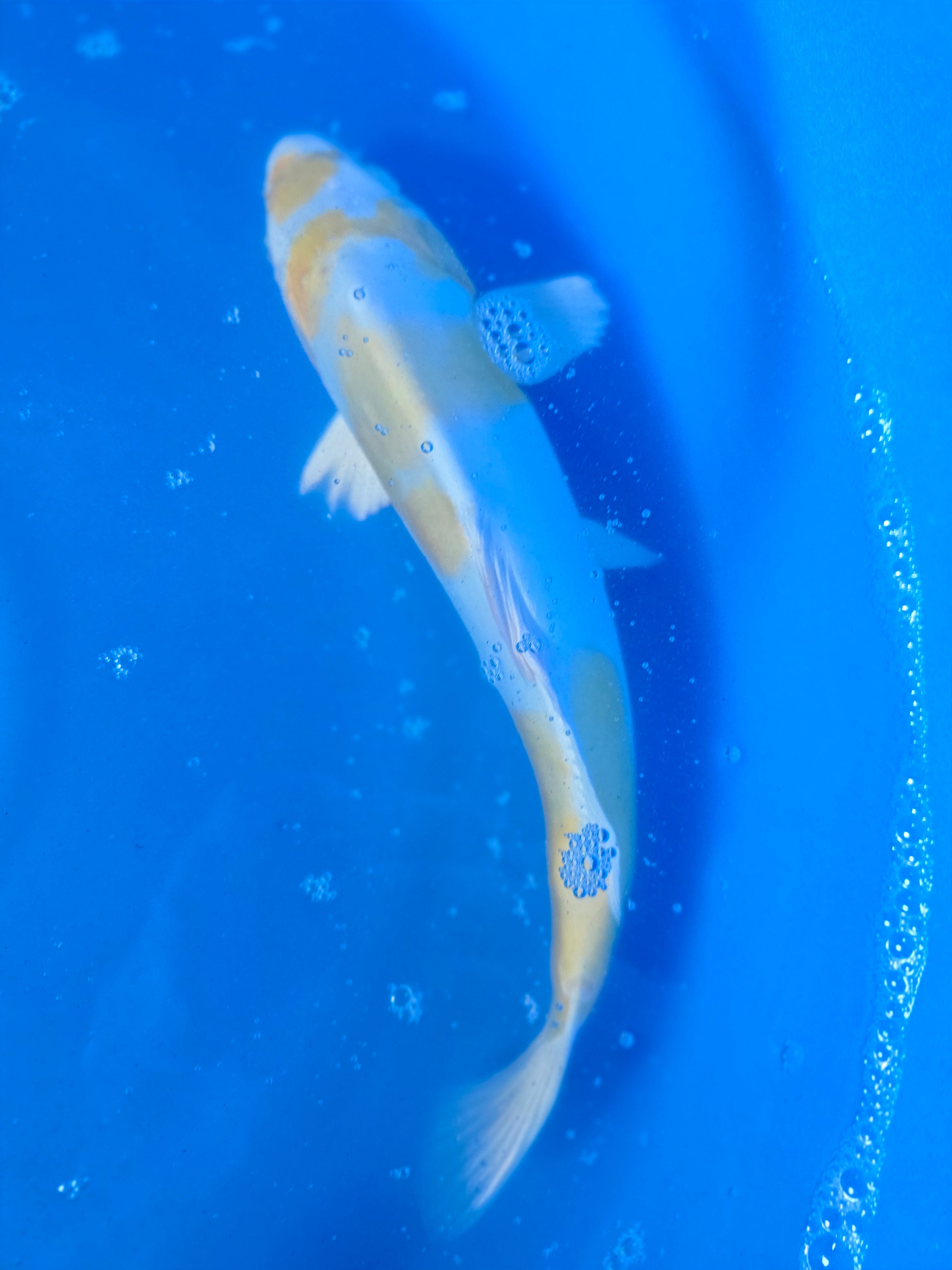 Doitsu Lemon Hariwake 13"