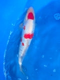 Ginrin Mauten Kohaku 14"