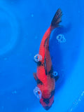 Hi Utsuri 12"