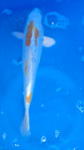 Doitsu Lemon Hariwake 11"