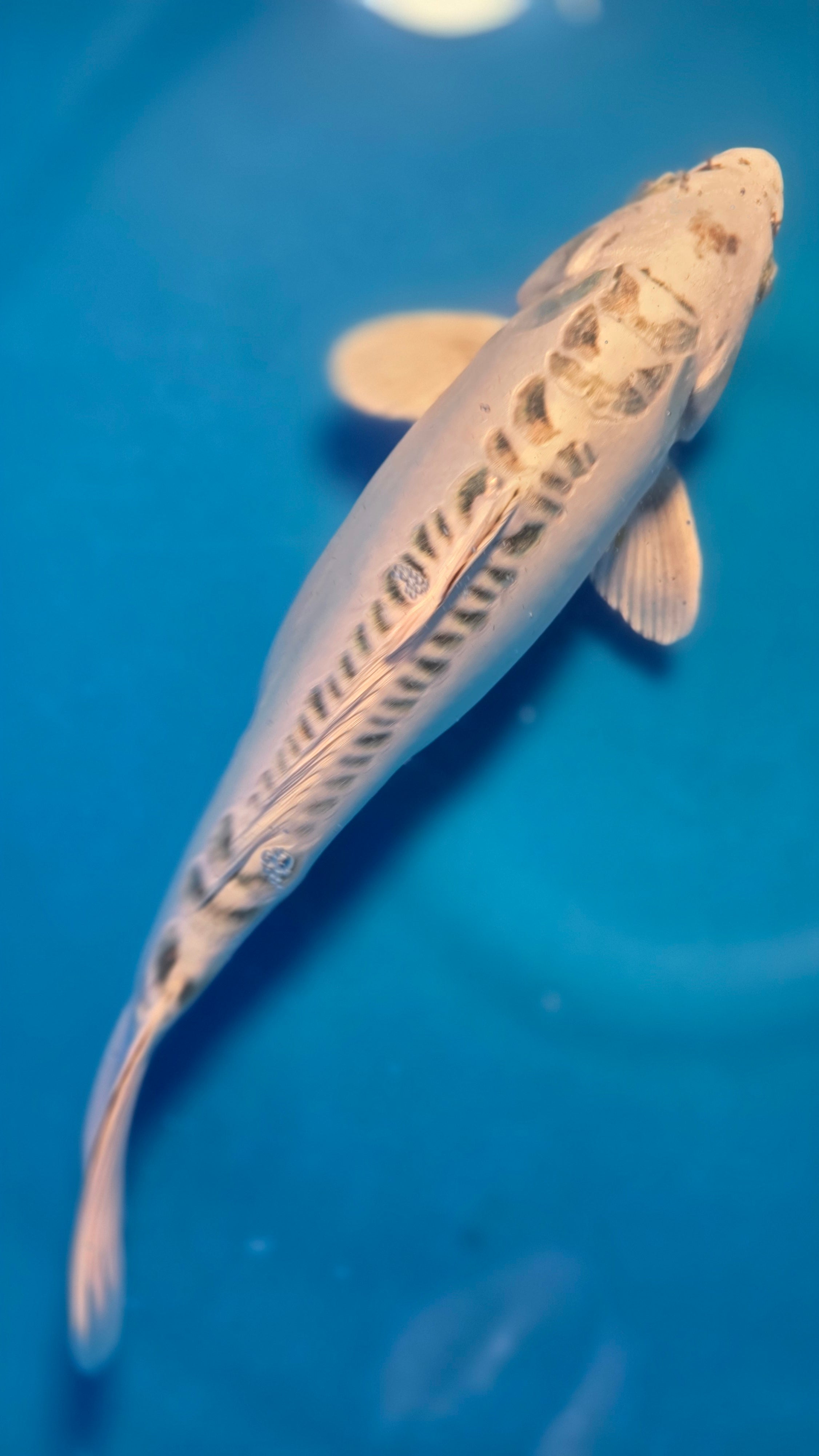 Kikokuryu 12"