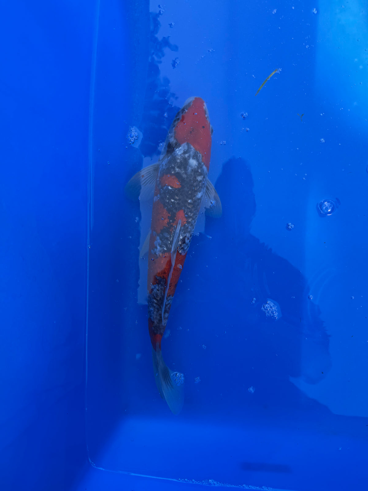 Kura Goshiki 14"