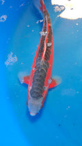 Shusui 12"