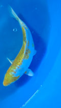 Lemon Hariwake 11"