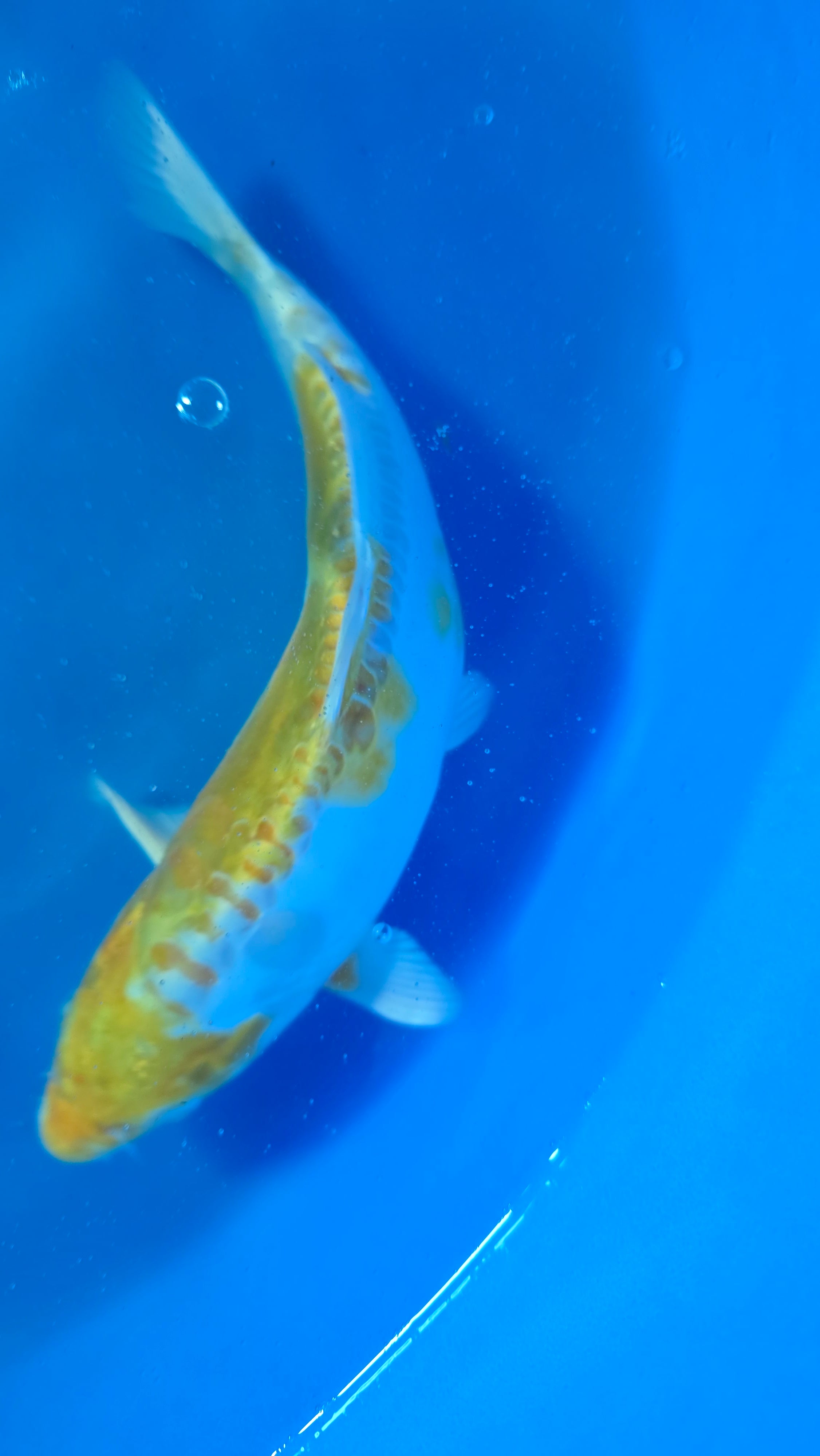 Lemon Hariwake 11"