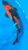 Ginrin Hi Utsuri 15"