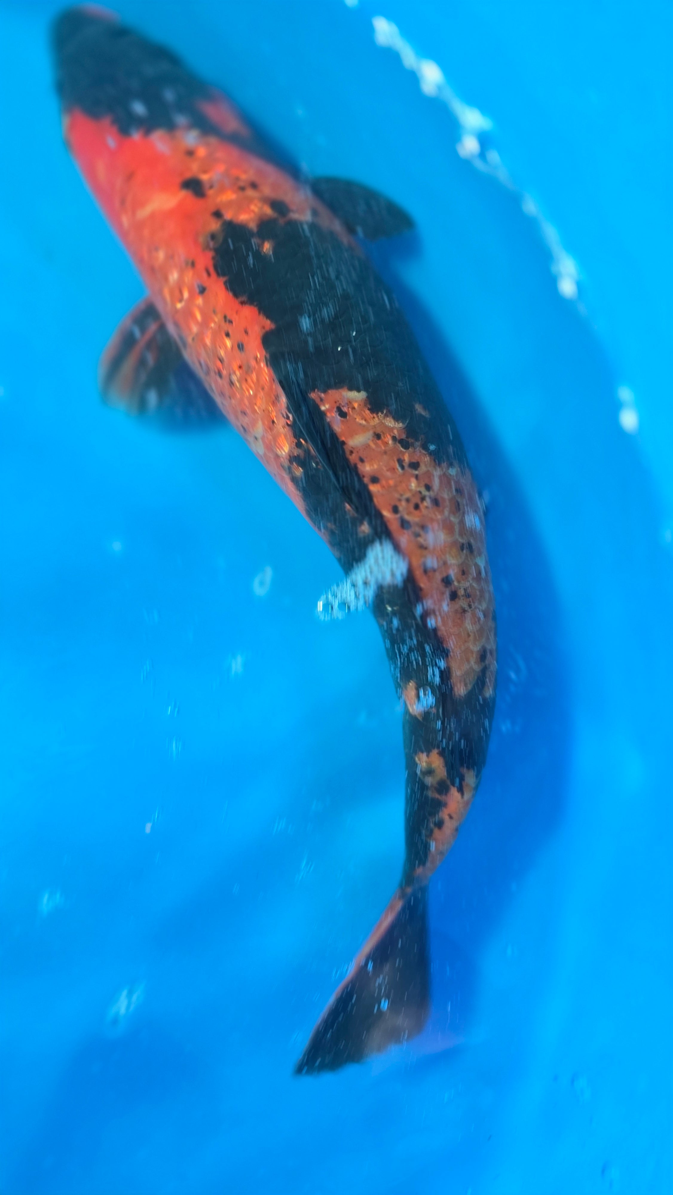 Ginrin Hi Utsuri 15"