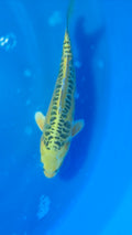 Golden Dragon 9"