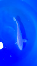 Yamabuki Yellow Ogon 13"