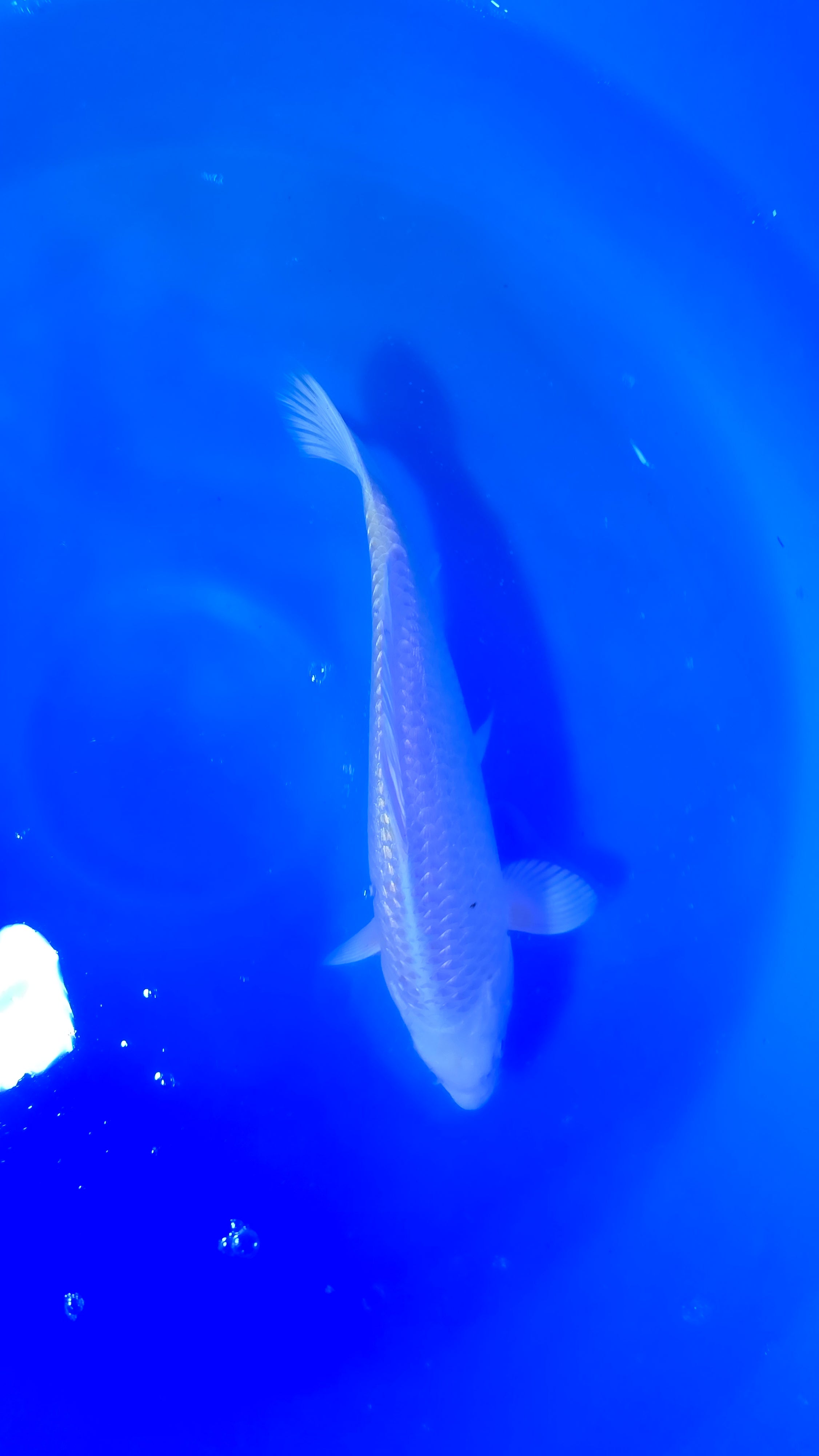 Yamabuki Yellow Ogon 13"