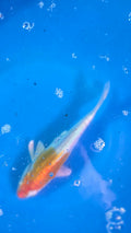 Lemon Hariwake 8"
