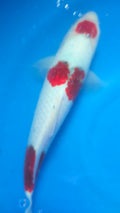 Budo Goromo 12"
