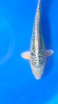 Golden Dragon 11"