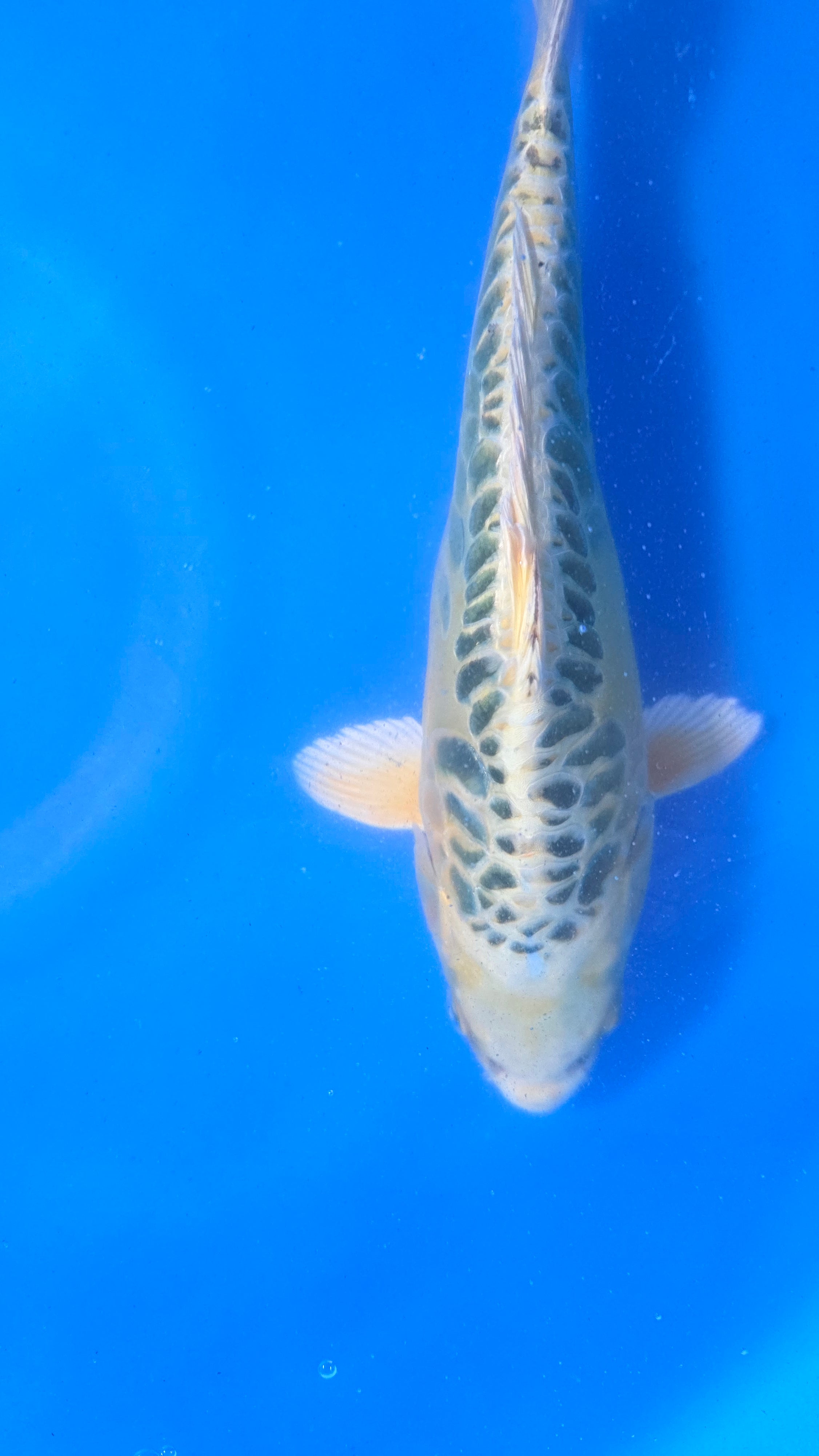 Golden Dragon 11"