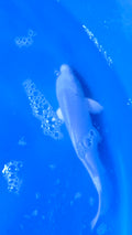 Platinum Ogon 9"