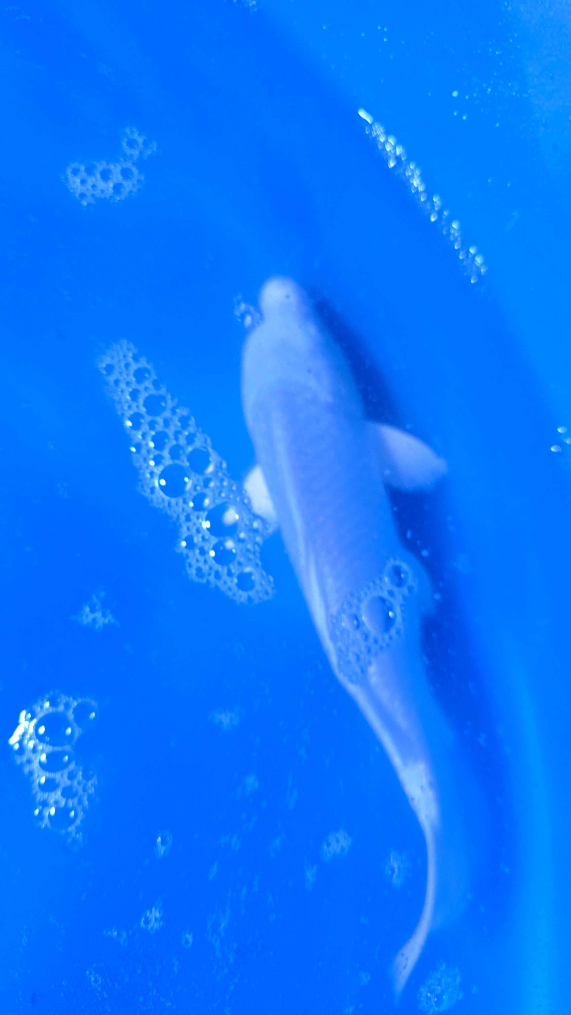 Platinum Ogon 9"