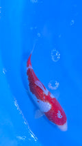 Ginrin Kohaku 9"