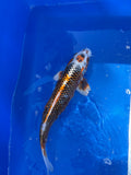 Beni Ginga 17"