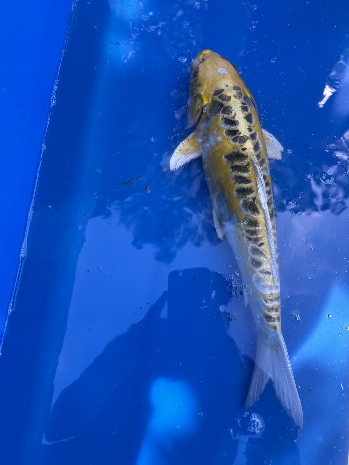 Golden Dragon 17"