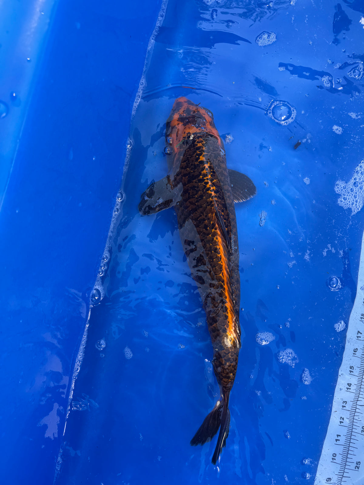 Matsuba 21"