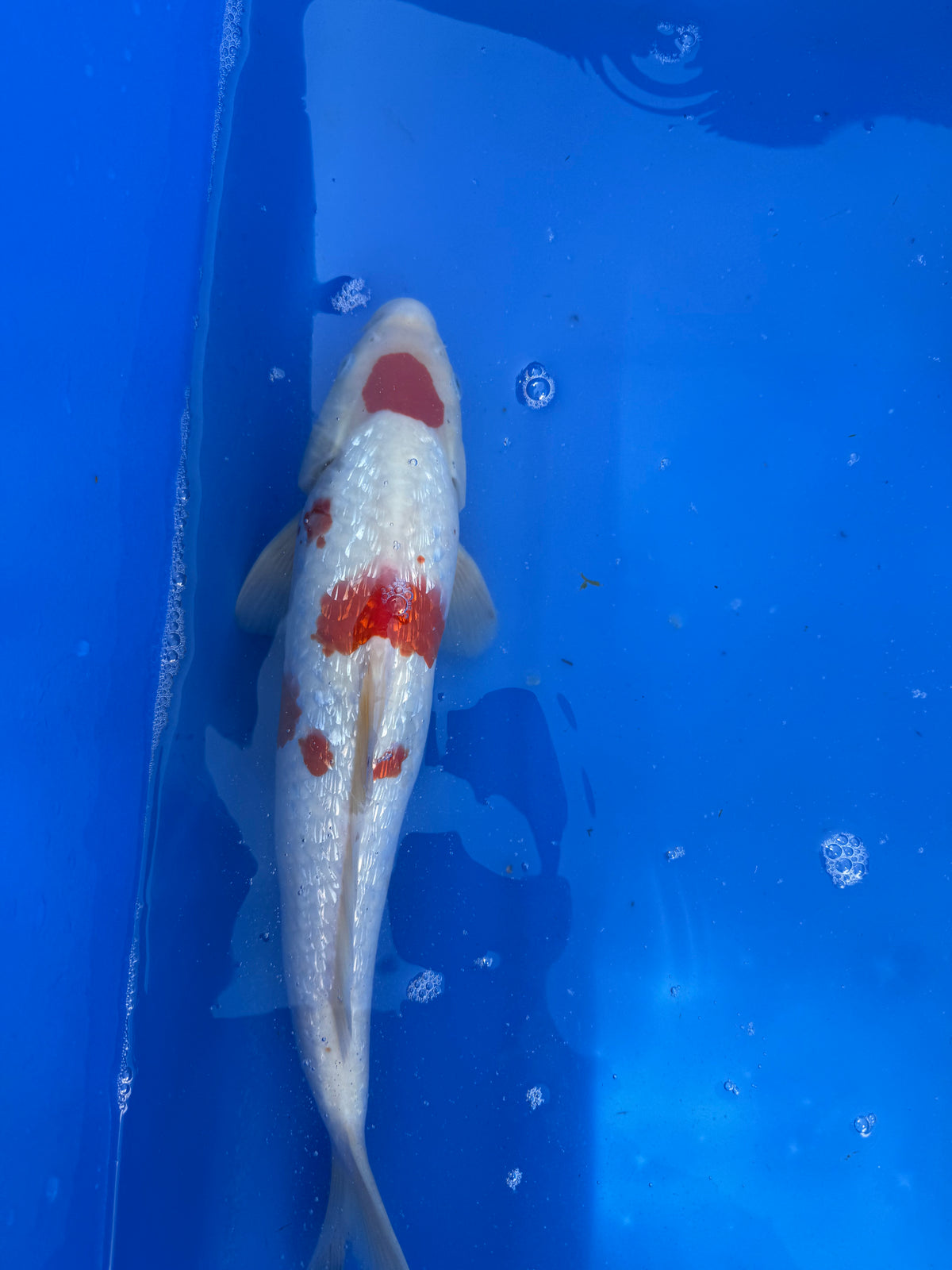 Ginrin Mauten Kohaku 16"