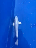 Platinum Ogon 14" - 2